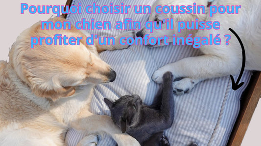 Pourquoi choisir un coussin pour mon chien afin qu'il puisse profiter d'un confort inégalé ?
