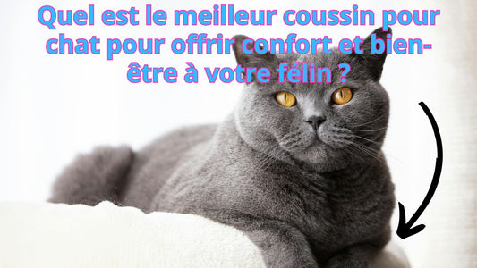 Quel est le meilleur coussin pour chat pour offrir confort et bien-être à votre félin ?